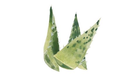 Aloe Vera